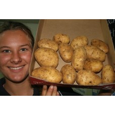 NEW SEASONS GENUINE AGRIA POTATOES  2 KG Bag Pukekohe Grown